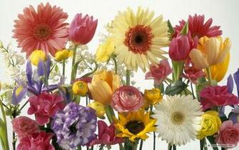 Flower Wallpaper Beautiful Photography S