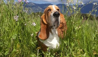 Basset Hound In A Grass Desktop Wallpaper