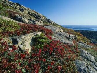 Fondos De Pantalla Montana Piedra Con Flores Tama O