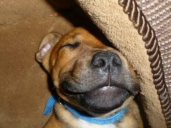 Staffordshire Bull Terrier Image Ted HD Wallpaper And Background
