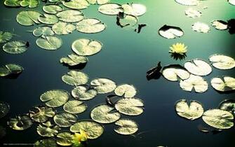 Wallpaper Water Lilies Reflections Lily Desktop