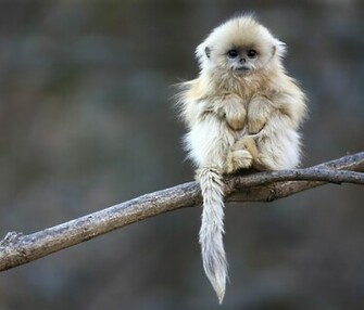 Cute Baby Monkeys HD Wallpaper In Animals Imageci