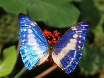 Beautiful Butterflies Wallpaper