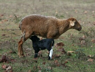 Sheep Wallpaper Image And Animals Pictures
