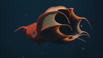 Deep Sea Wallpaper Mbari