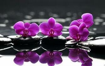Purple Orchid Wallpaper