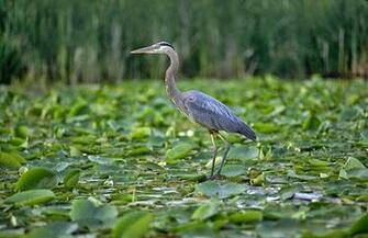 Great Blue Heron Photos Wallpaper The Fun Bank