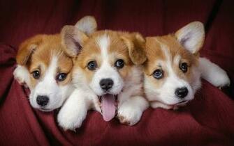 Corgi Computer Wallpaper Desktop Background Id