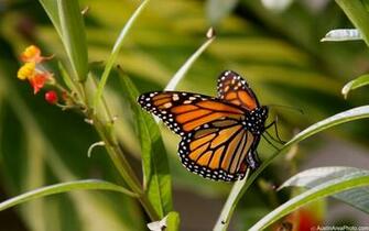 Efforts To Conserve Monarch Butterflies Misguided