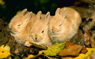 HD Wallpaper S Beautiful Baby Rabbits
