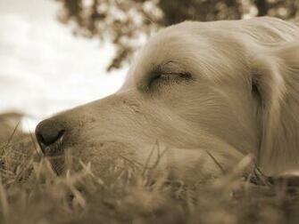 Golden Retriever Background