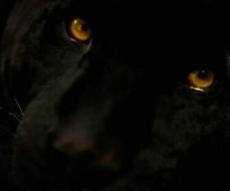 Panther Eyes Wallpaper Black