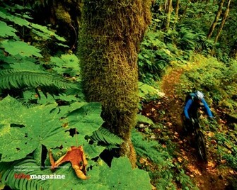 Mountain Bike In Florest Jpg