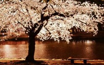 Baka Diary Fotografias Paisagens Sakuras Flor De Cerejeira