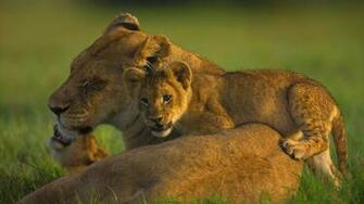Lion Cub Wallpaper Awesome Pictures And