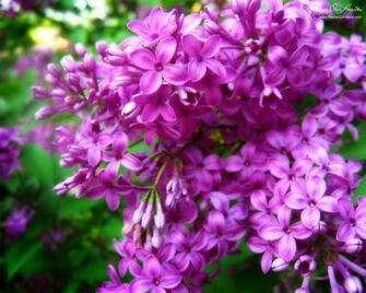Lavender Spring Desktop Wallpaper Find More