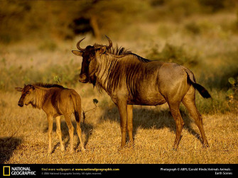 Wildebeest Wallpaper