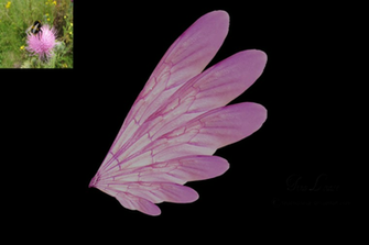 Pink Transparent Fairy Wings By Tinalouiseuk