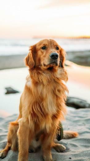 High Quality iPhone Wallpaper Cute Dogs Dog Pictures
