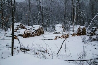 In The Winter With Snow Starkly Highlighting Each Of Fallen Trees