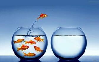 Funny Fishes Wallpaper Fish Desktop