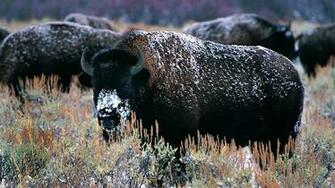 Bison Wallpaper