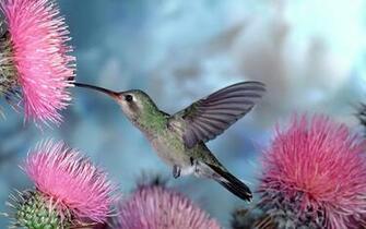 Pure High Definition HD You Can Cool Desktop Image For