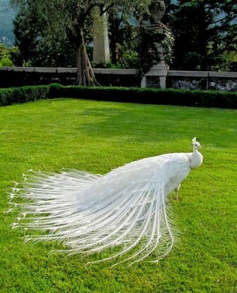 White Peacock HD Wallpaper