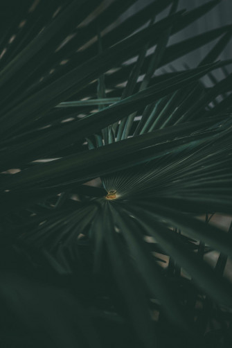 Tropical Palm Leaves Close Wallpaper