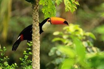 Beautiful Exotic Toucan Bird HD Wallpaper The Database