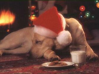 Fonds D Cran De Chiens Sur Maxxiweb Fond Et Wallpaper