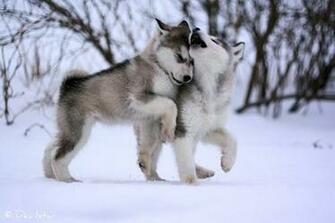 Winter Animal Desktop Background Wallpaper