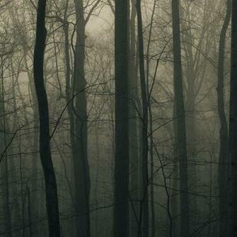 Foggy Forest iPad Wallpaper iPhone