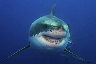 Great White Shark Diving Biganimals Expeditions
