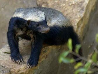 Honey Badger Wallpaper Full HD