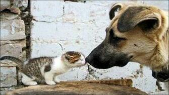 Cats And Dogs Wallpaper Pets Cute Docile