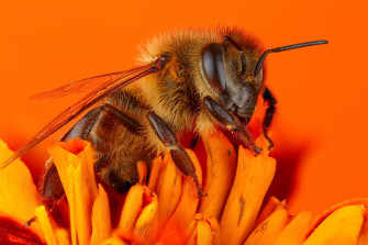 Insect Macro Animal Bee 4k Ultra HD Wallpaper