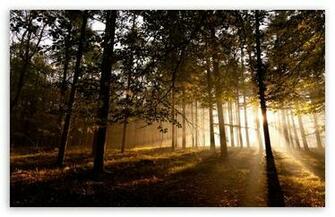 Mystical Forest Ii HD Desktop Wallpaper High Definition Fullscreen