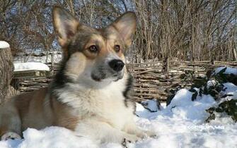 Corgi Ua Corwood Corgis Gallery Wallpaper