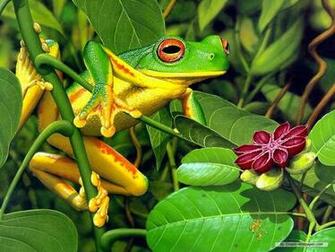 Frog Wallpaper Frogs