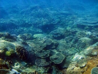 Ocean Floor Wallpaper