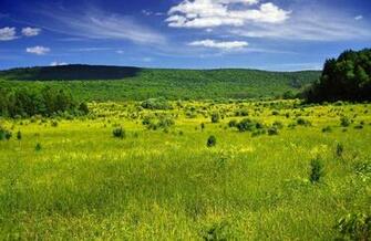 Green Meadow Bush Blue Sky Mountains Nature Hills Forest Grass
