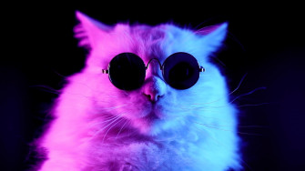 Cool Cat Wallpaper R