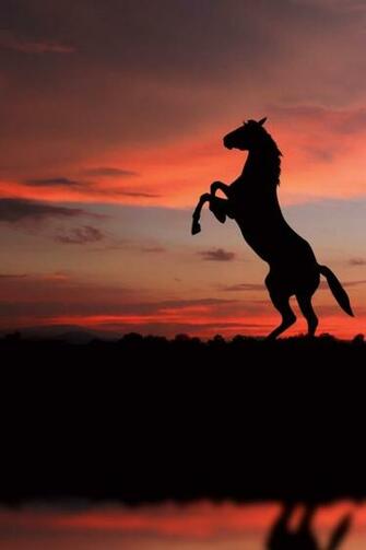 Horse Wallpaper For Phone