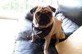 Carlino Pug Best HD Wallpaper All About
