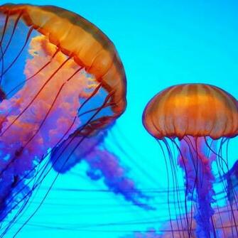 Colorful Jellyfish Colors Bold Beautiful