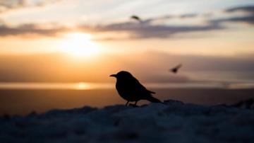 Bird Silhouette At The Sunset HD Wallpaper 4k Ultra