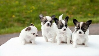 Chihuahua Puppies Wallpaper