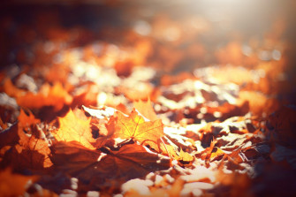 Fall Aesthetic Desktop Wallpaper