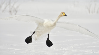 Winter Bird Animal Goose 4k Ultra HD Wallpaper